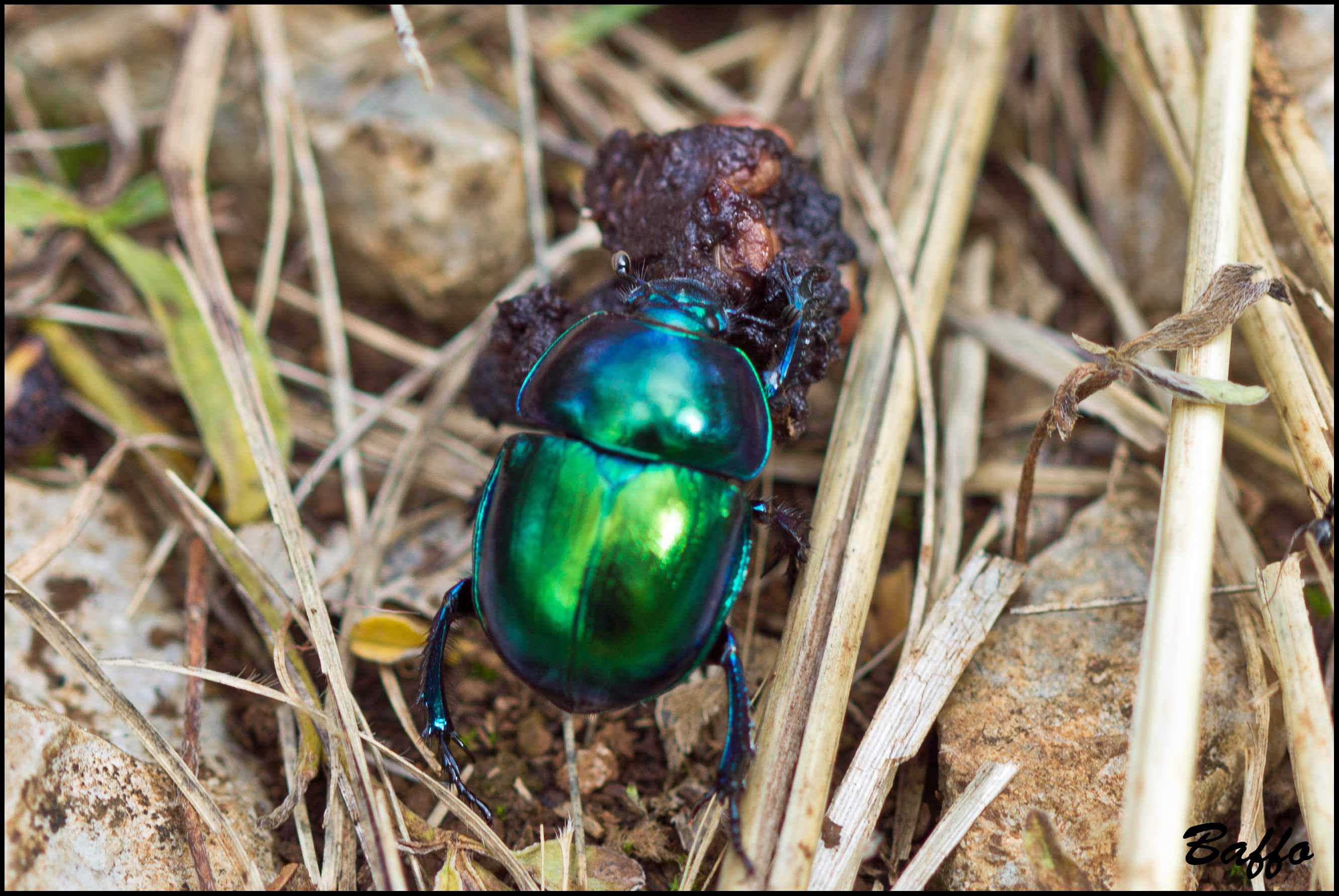 Scarabeo stercoraro? Probabile Trypocopris vernalis